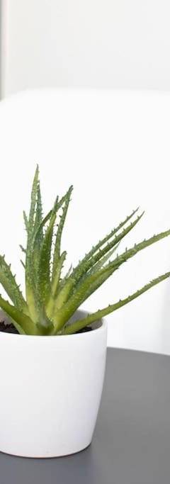 a plant in a white pot sitting on a table at Glabur Stays - The Amazing 1 BDR - Executive apt Nicosia Center Free Parking &amp; WiFi in Nicosia