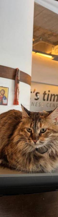 a cat sitting on top of a laptop on a table at Alex Beach Apartment 33 in Larnaka