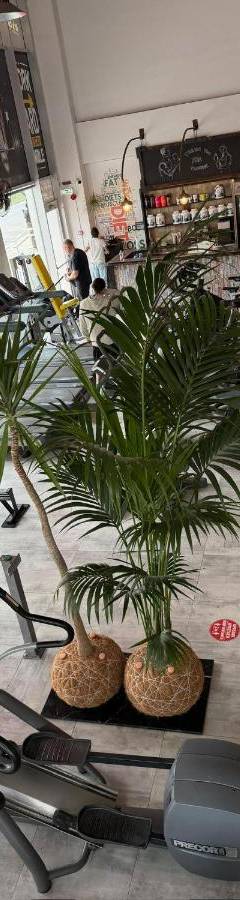 a store with two palm trees and a treadmill at Raam Luxury Suites in Larnaka