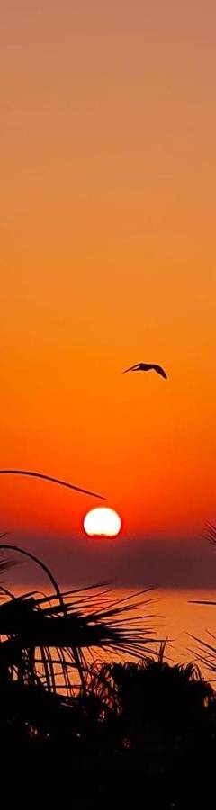 two birds flying in front of a sunset at Ithaki Phinikoudes Apartment No. 102 in Larnaka